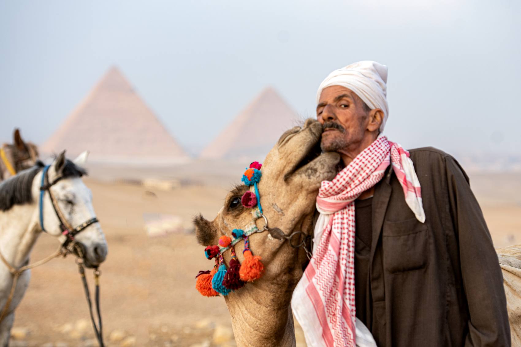 A man kissed by his camel in front of the pyramids
